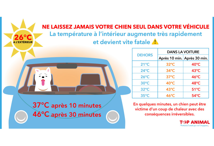 Ne laissez jamais votre compagnon à 4 pattes seul dans la voiture, même pour quelques minutes. 